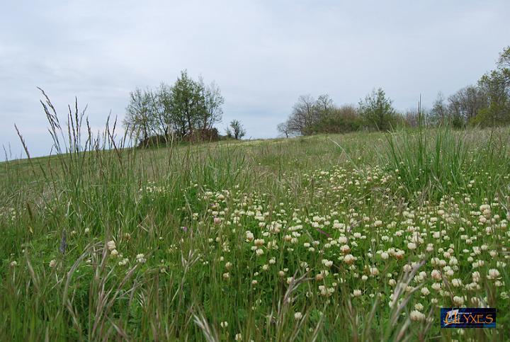 campo di trifogli.JPG